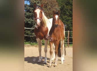 Paint Horse Mix, Stallion, , 15.1 hh, Brown