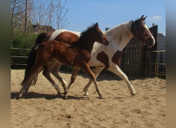 Paint Horse Mix, Stallion, , 15.1 hh, Brown