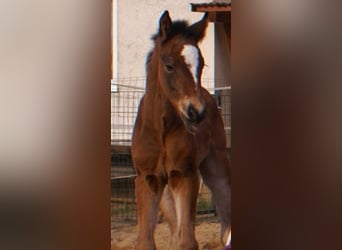 Paint Horse Mix, Stallion, , 15,1 hh, Brown