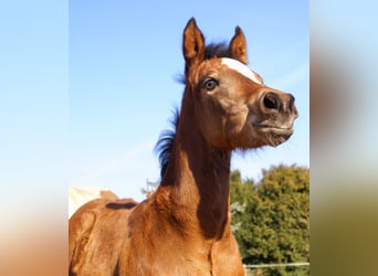 Paint Horse Mix, Stallion, , 15,1 hh, Brown