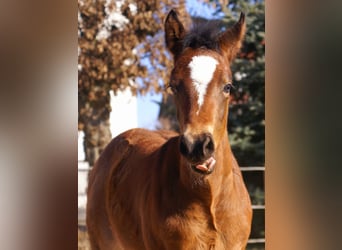 Paint Horse Mix, Stallion, , 15,1 hh, Brown