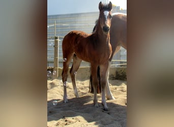 Paint Horse Mix, Stallion, , 15.1 hh, Brown