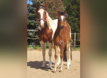 Paint Horse Mix, Stallion, , 15.1 hh, Brown