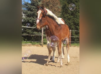 Paint Horse Mix, Stallion, , 15.1 hh, Brown