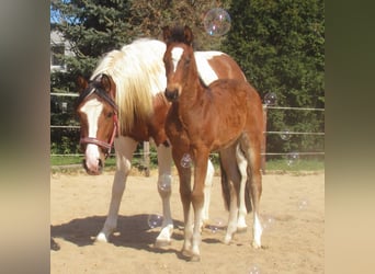 Paint Horse Mix, Stallion, , 15.1 hh, Brown
