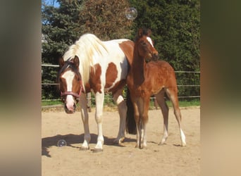 Paint Horse Mix, Stallion, , 15.1 hh, Brown