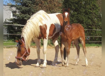 Paint Horse Mix, Stallion, , 15.1 hh, Brown