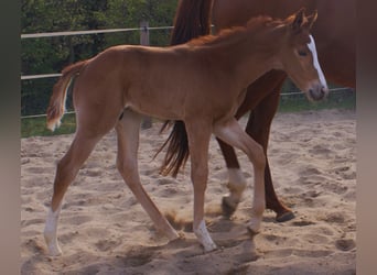 Paint Horse, Stallion, , 15.1 hh, Chestnut
