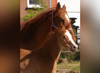 Paint Horse, Stallion, , 15.1 hh, Chestnut