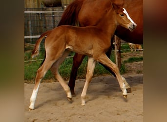 Paint Horse, Stallion, , 15.1 hh, Chestnut