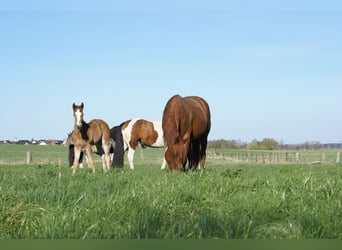 Paint Horse, Stallion, , 15.1 hh, Chestnut