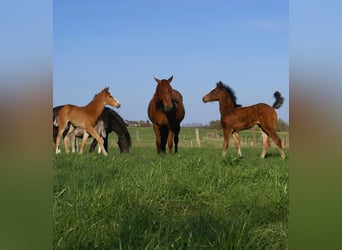 Paint Horse, Stallion, , 15.1 hh, Chestnut