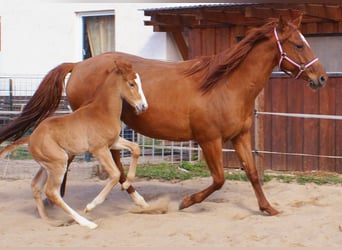 Paint Horse, Stallion, , 15.1 hh, Chestnut