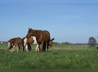 Paint Horse, Stallion, , 15.1 hh, Chestnut