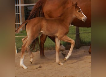 Paint Horse, Stallion, , 15.1 hh, Chestnut