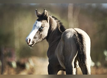 Paint Horse, Stallion, Foal (03/2024), 15.1 hh, Grullo