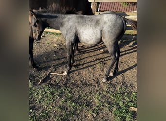 Paint Horse, Stallion, Foal (05/2024), 15,1 hh, Roan-Blue