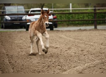 Paint Horse, Stallion, , 15.2 hh, Brown