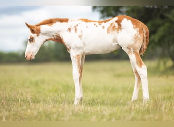 Paint Horse, Stallion, Foal (04/2024), 15.2 hh, Overo-all-colors