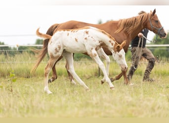 Paint Horse, Stallion, Foal (04/2024), 15.2 hh, Overo-all-colors