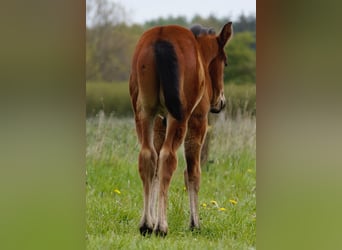 Paint Horse, Stallion, Foal (03/2023), 15.3 hh, Brown