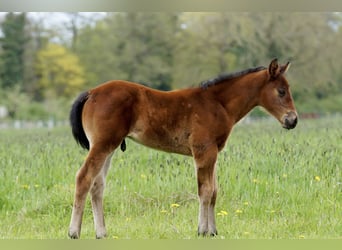 Paint Horse, Stallion, Foal (03/2023), 15.3 hh, Brown
