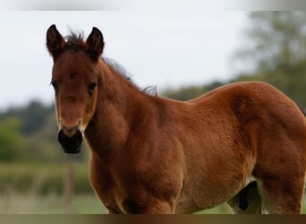Paint Horse, Stallion, Foal (03/2023), 15.3 hh, Brown