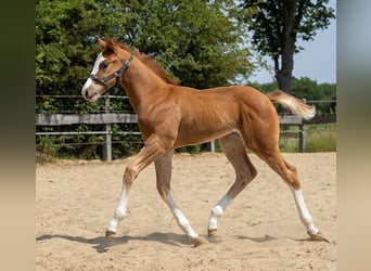 Paint Horse, Stallion, Foal (05/2023), 15.3 hh, Overo-all-colors