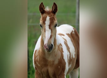 Paint Horse, Stallion, Foal (04/2024), 15 hh, Champagne