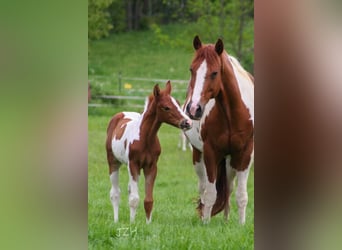 Paint Horse, Stallion, Foal (04/2023), 15 hh, Chestnut