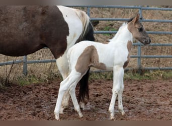 Paint Horse, Stallion, Foal (02/2024), 15 hh, Grullo