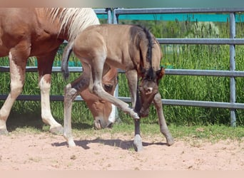 Paint Horse, Stallion, Foal (05/2023), 15 hh, Grullo