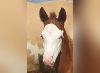 Paint Horse, Stallion, Foal (06/2024), 15 hh, Overo-all-colors