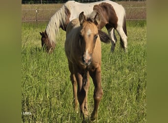 Paint Horse, Stallion, , 15,1 hh, Brown Falb mold