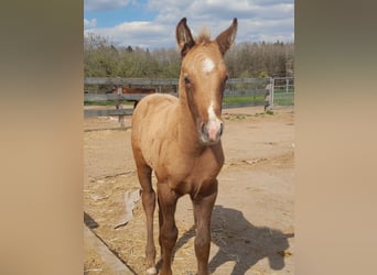 Paint Horse, Stallion, , 15,1 hh, Brown Falb mold