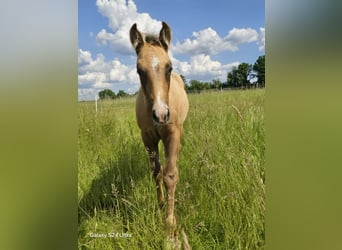 Paint Horse, Stallion, , 15,1 hh, Brown Falb mold