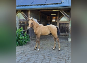 Paint Horse, Stallion, , 15,1 hh, Brown Falb mold