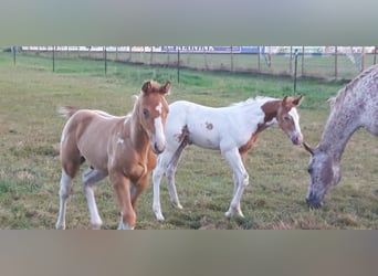 Paint Horse, Stallion, Foal (06/2025), 15,1 hh, Champagne