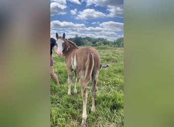 Paint Horse Mix, Stallion, Foal (04/2025), 15,1 hh, Overo-all-colors