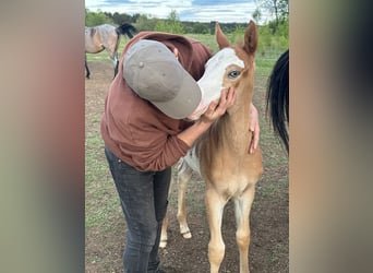 Paint Horse Mix, Stallion, Foal (04/2025), 15,1 hh, Overo-all-colors