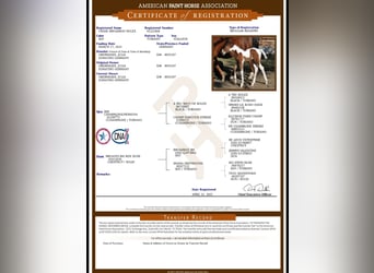 Paint Horse, Stallion, Foal (03/2025), 15,2 hh, Bay-Dark