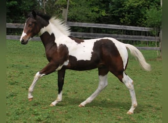 Paint Horse, Stallion, Foal (03/2025), 15,2 hh, Bay-Dark