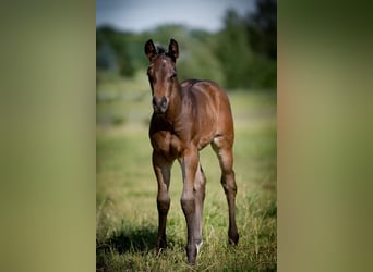 Paint Horse, Stallion, , 15,2 hh, Bay