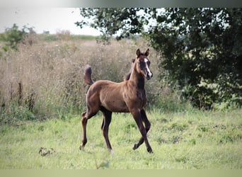 Paint Horse Mix, Stallion, Foal (07/2025), 16 hh, Can be white