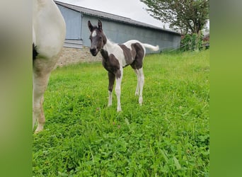 Paint Horse, Stallion, Foal (05/2024), 9,2 hh, Roan-Blue