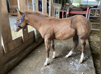 Paint Horse, Stallion, Foal (06/2024), Chestnut-Red