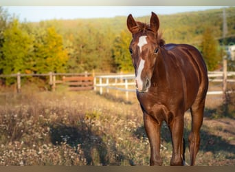 Paint Horse, Stallion, Foal (05/2023), Chestnut