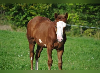 Paint Horse, Stallion, Foal (05/2023), Chestnut