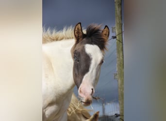 Paint Horse, Stallion, Foal (04/2023), Grullo