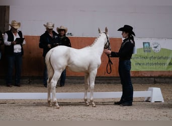 Paint Horse, Hengst, Fohlen (06/2024), Schecke